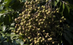 �o�� 7 ��ĘI(y��)�԰ף��B(y��ng)��Ժ�ɽKվ��Ҫ��ʽ���ų��������y̤���T